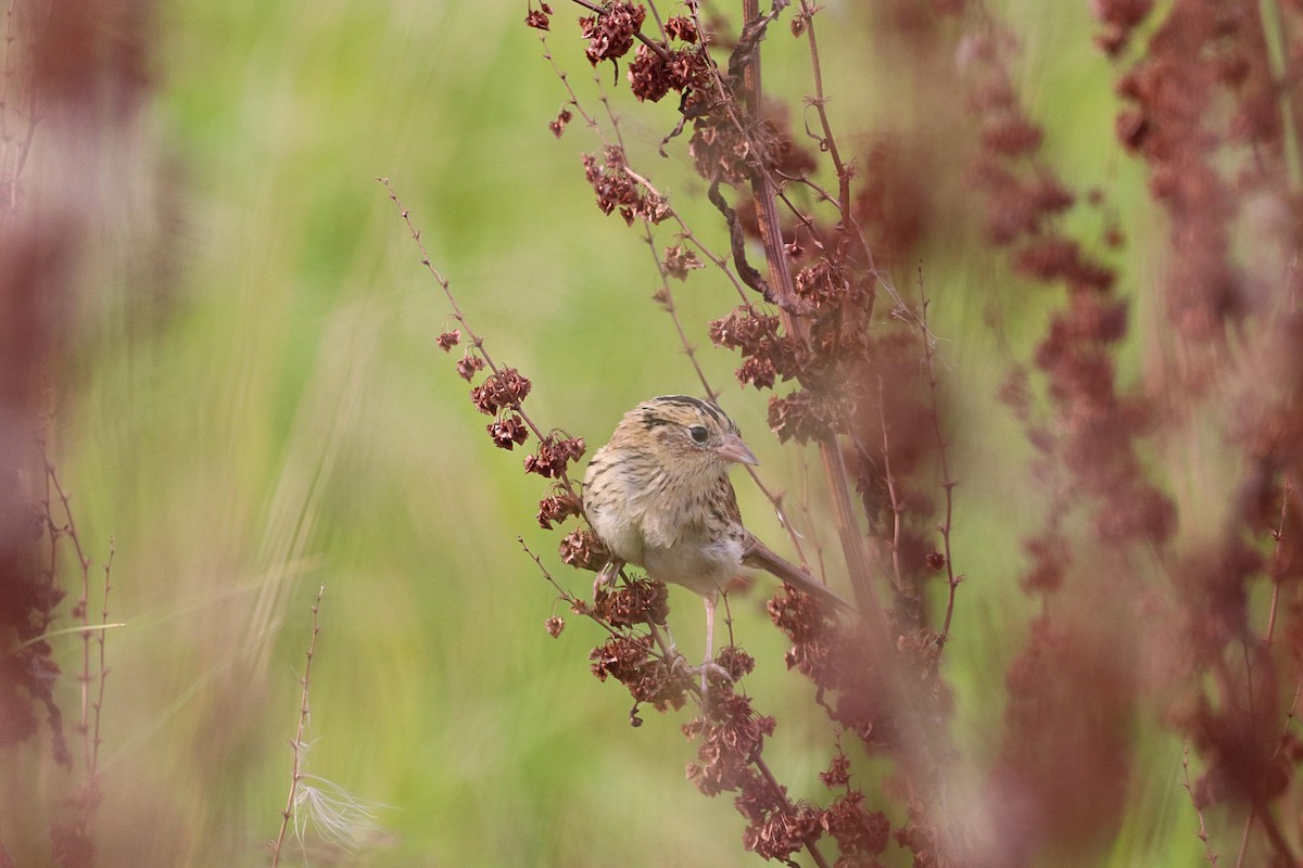 LeConte's Sparrow - ML641765294