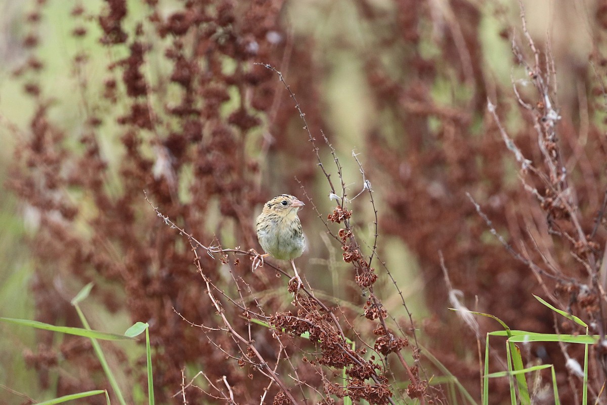 LeConte's Sparrow - ML641765295