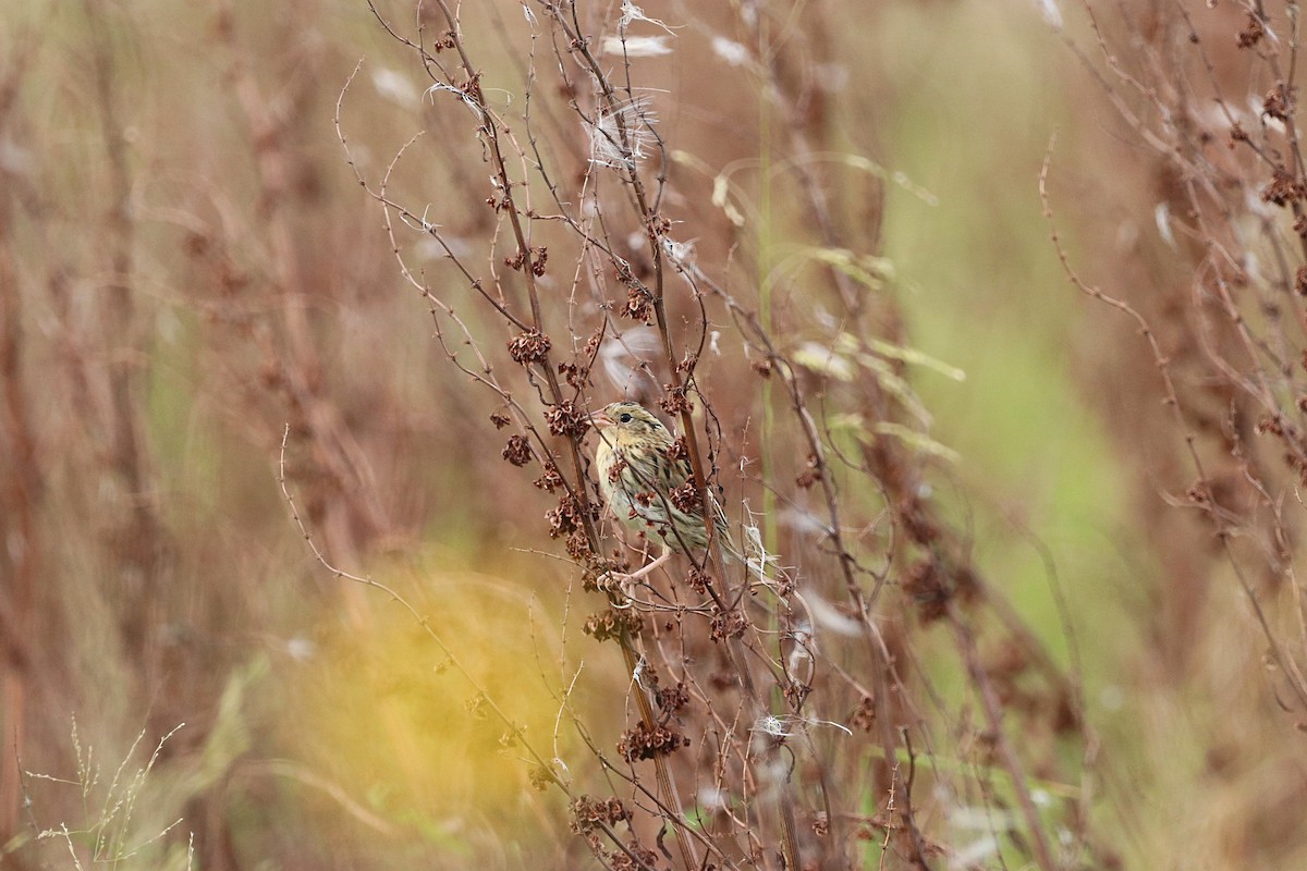 LeConte's Sparrow - ML641765296
