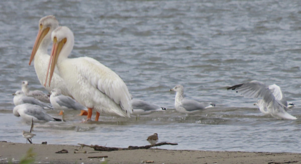 pelikán severoamerický - ML641765300