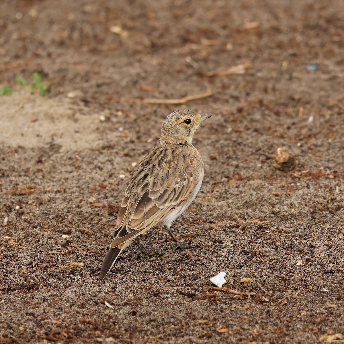 Horned Lark - ML641765306