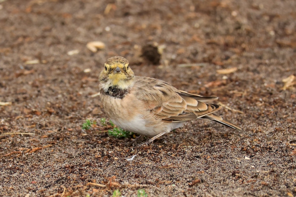 Horned Lark - ML641765311