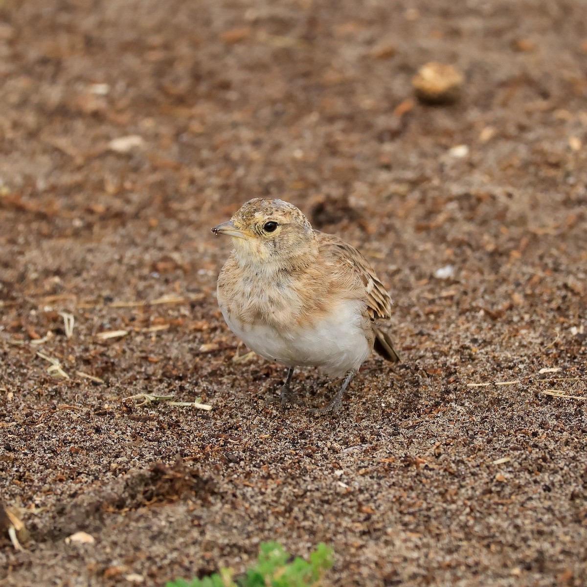 Horned Lark - ML641765313