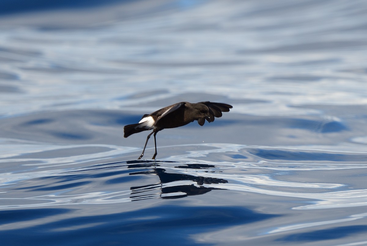 Wilson's Storm-Petrel - ML641765318