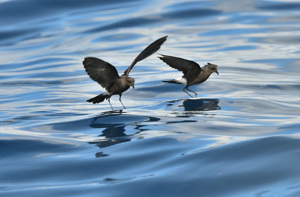Wilson's Storm-Petrel - ML641765323