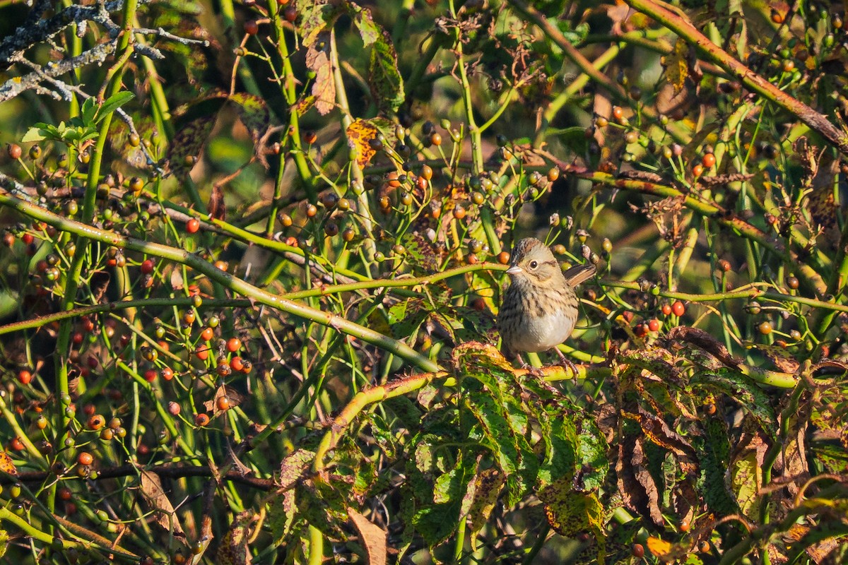 Lincoln's Sparrow - ML641765344