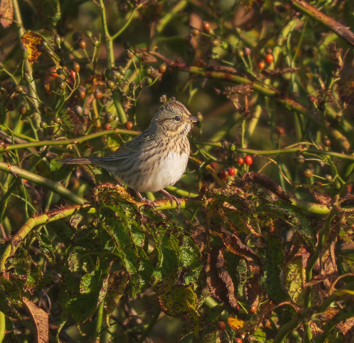 Lincoln's Sparrow - ML641765345