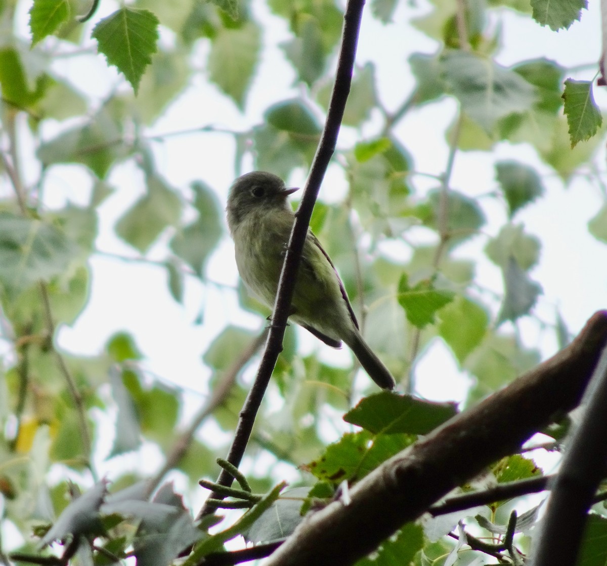 Hammond's Flycatcher - ML641765352