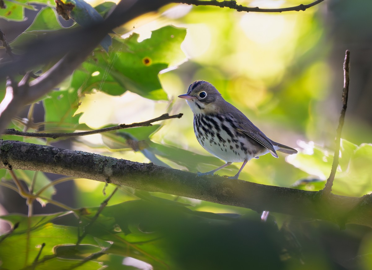 Ovenbird - ML641765355