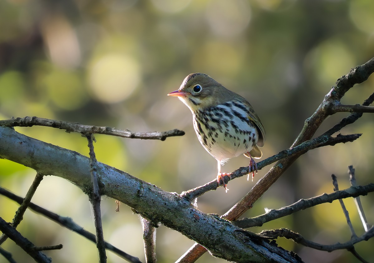 Ovenbird - ML641765356