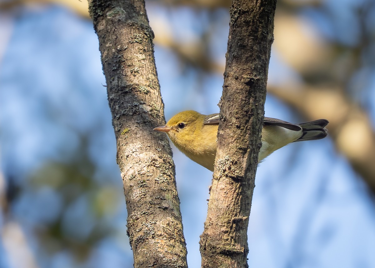 Bay-breasted Warbler - ML641765367