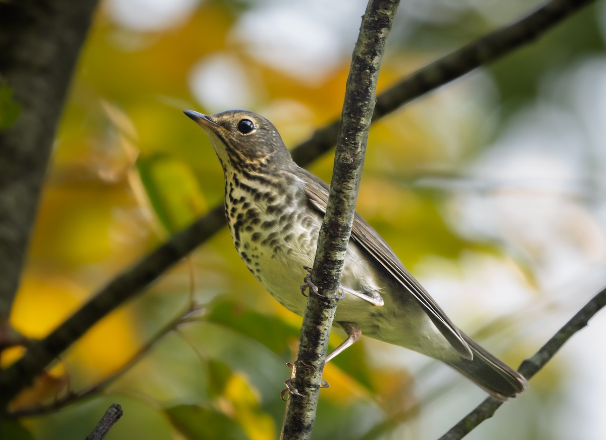Swainson's Thrush - ML641765375