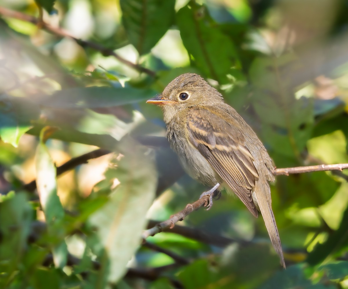 Least Flycatcher - ML641765383