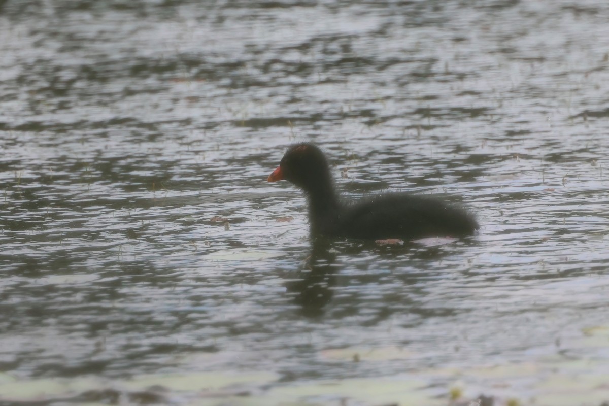 Dusky Moorhen - ML641765391
