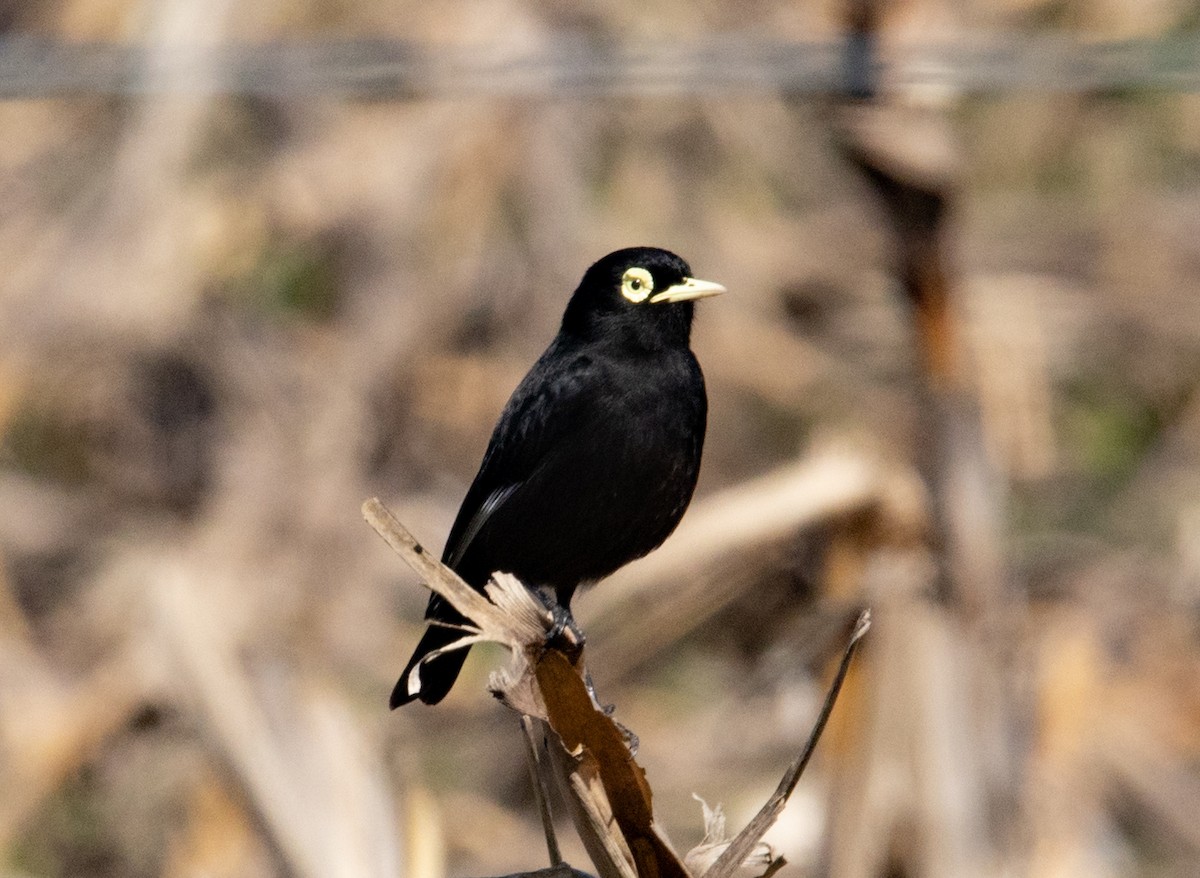Spectacled Tyrant - ML641765394