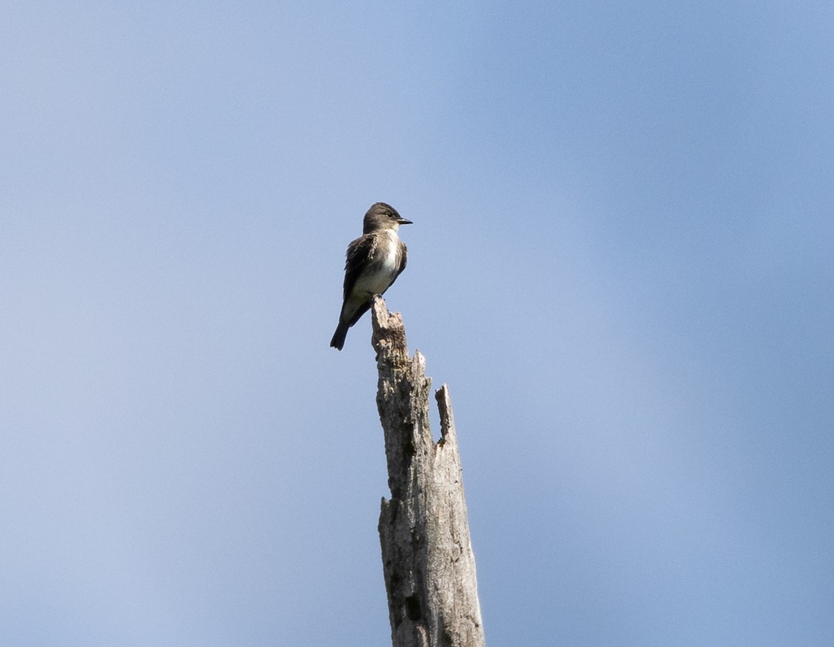 tyranovec severský - ML641765405