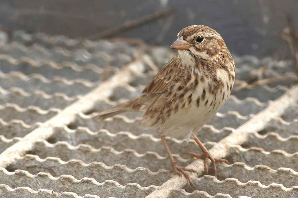 Savannah Sparrow (Large-billed) - ML641765449