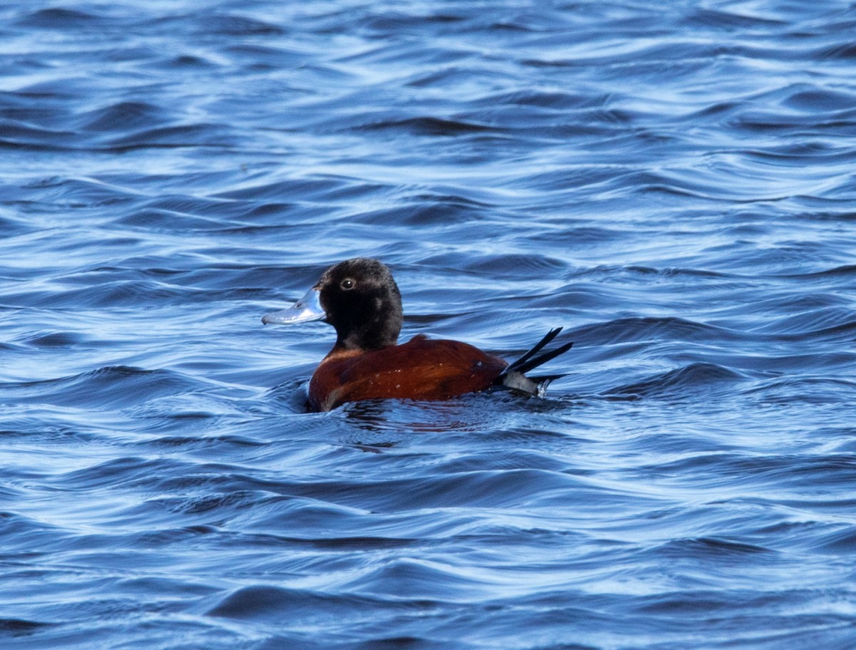 Lake Duck - ML641765477