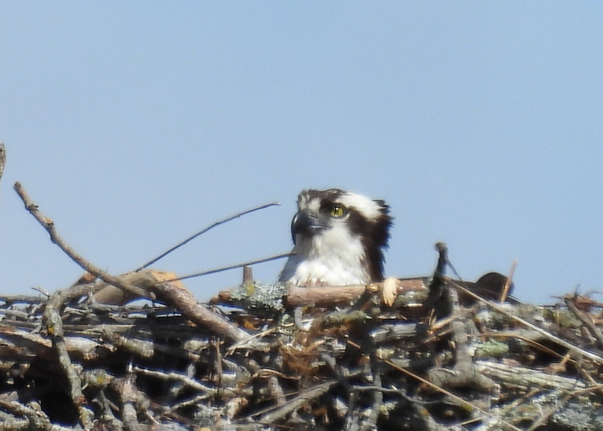 Osprey - ML641765480