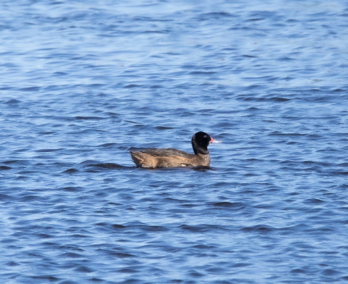 Black-headed Duck - ML641765499