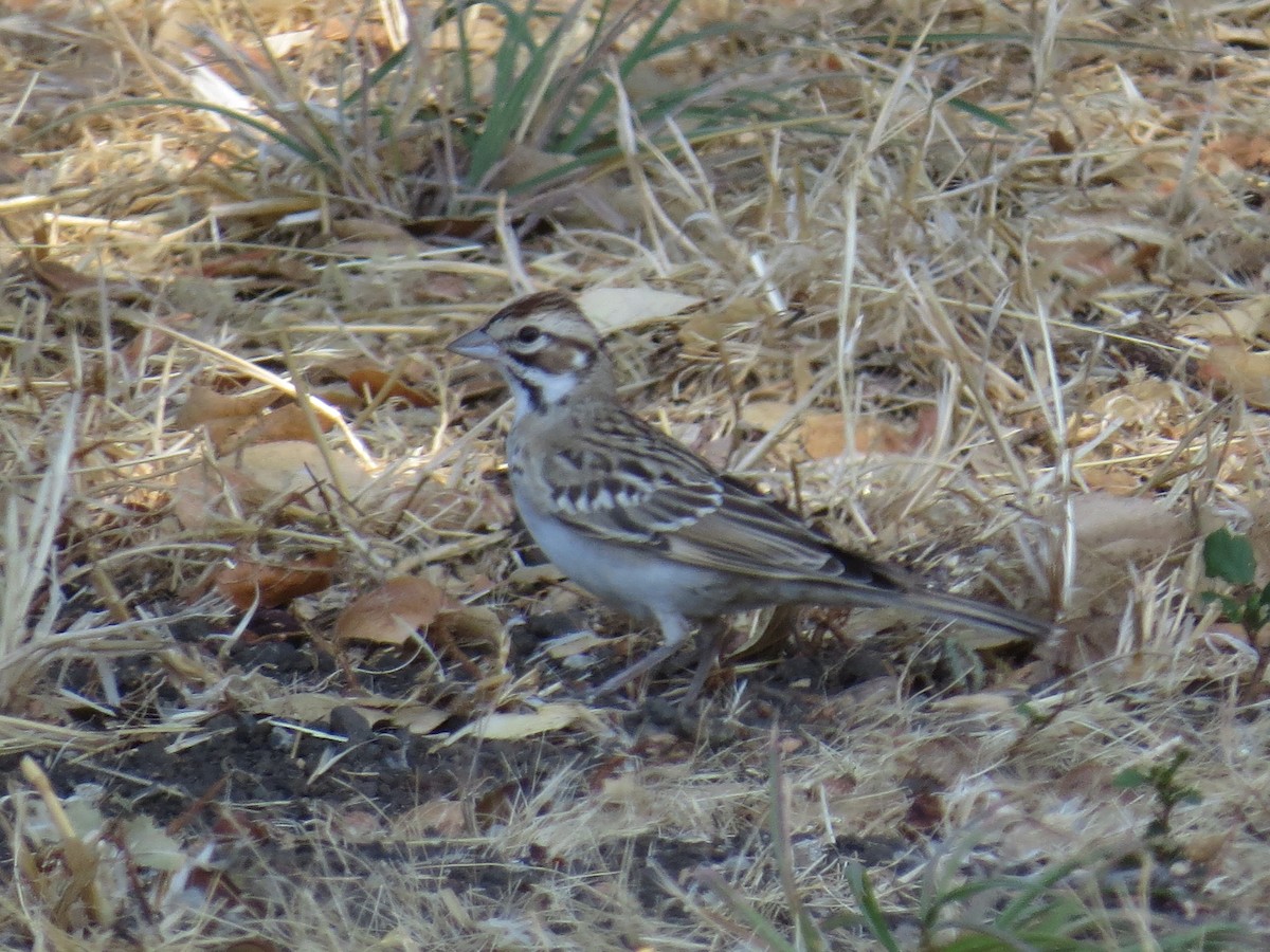 Lark Sparrow - ML641765530