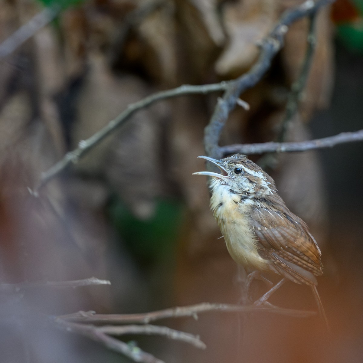 střízlík karolínský - ML641765531