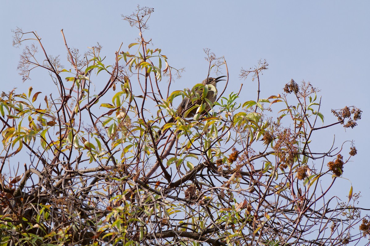 California Thrasher - ML641765548
