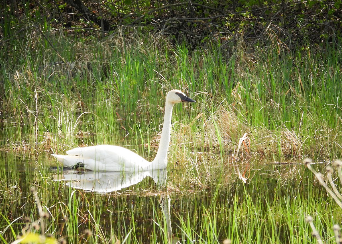Trumpeter Swan - ML641765558