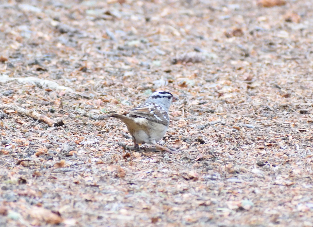 strnadec bělopásý (ssp. oriantha) - ML641765584