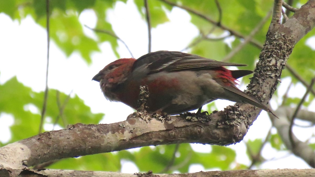 Pine Grosbeak - ML64176561