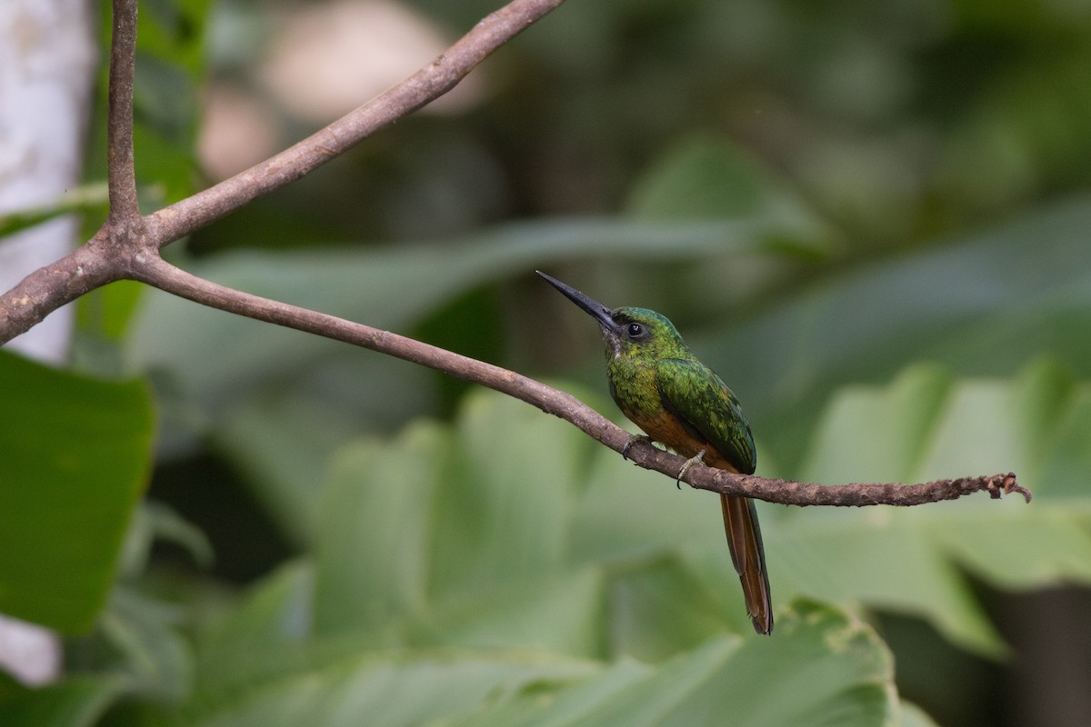 Bluish-fronted Jacamar - ML641765620