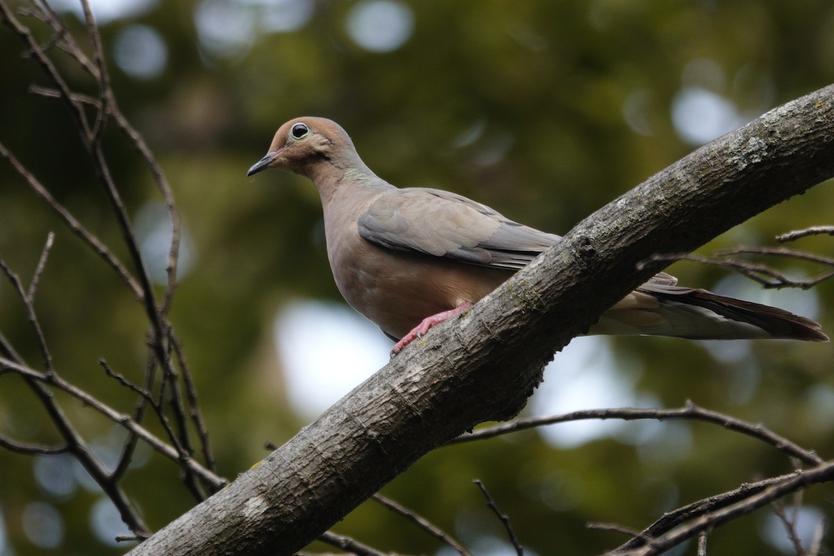 Mourning Dove - ML641765644