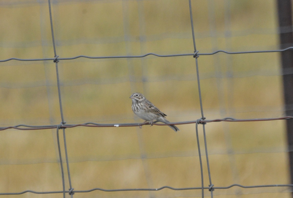 Vesper Sparrow - ML641765665