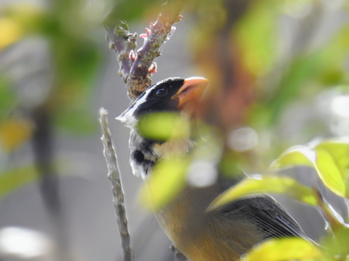 Golden-billed Saltator - ML641765678
