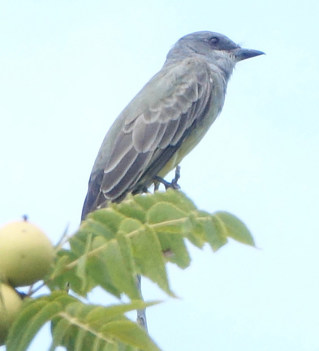 Cassin's Kingbird - ML641765679