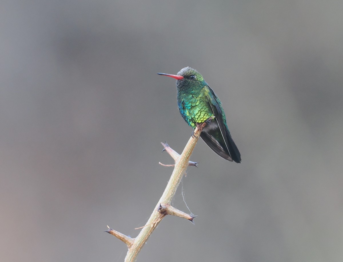 Glittering-bellied Emerald - ML641765698