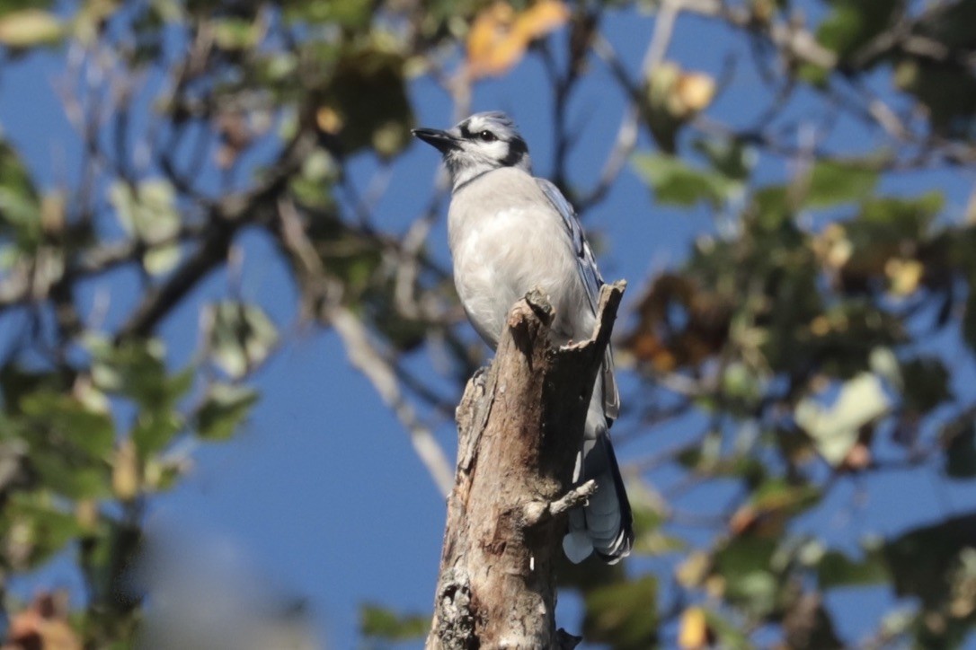 Blue Jay - ML641765706