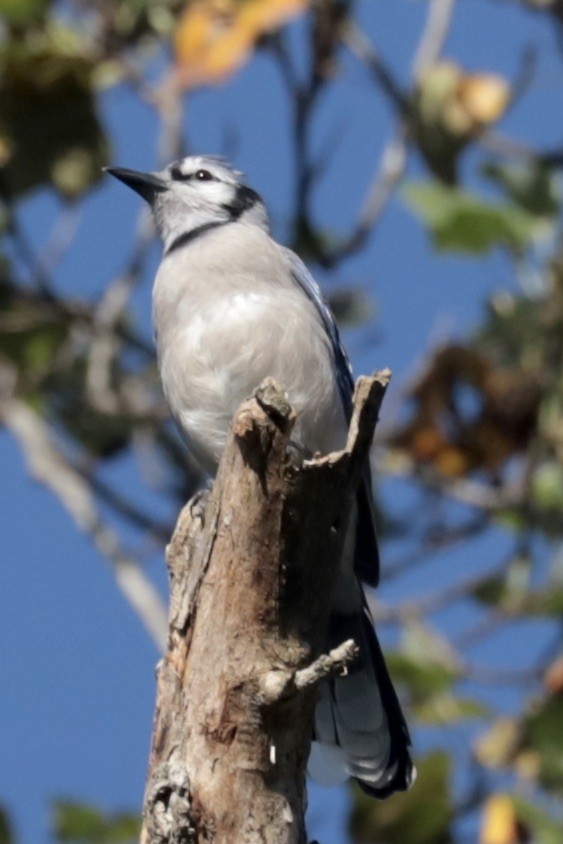 Blue Jay - ML641765707