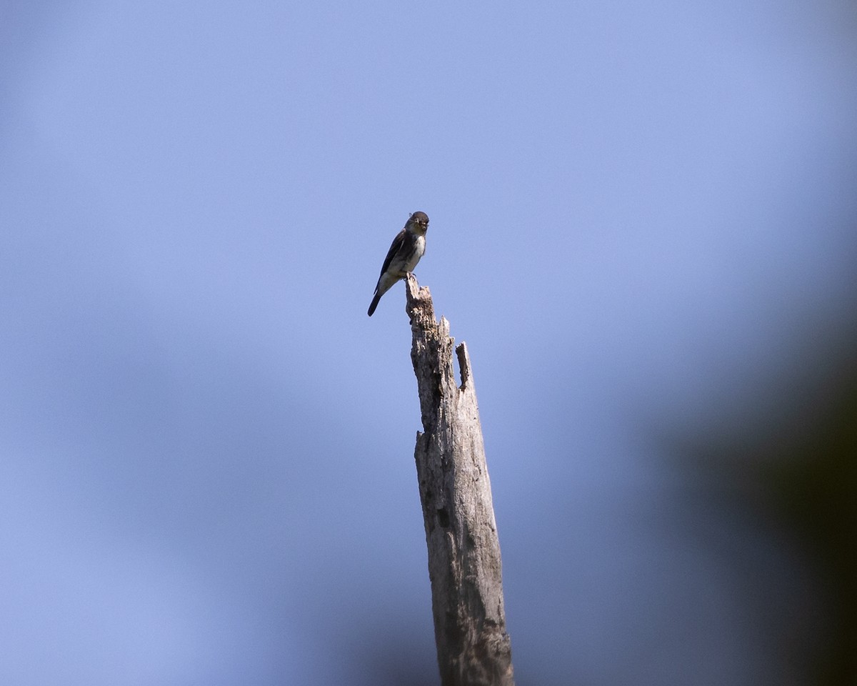 tyranovec severský - ML641765726