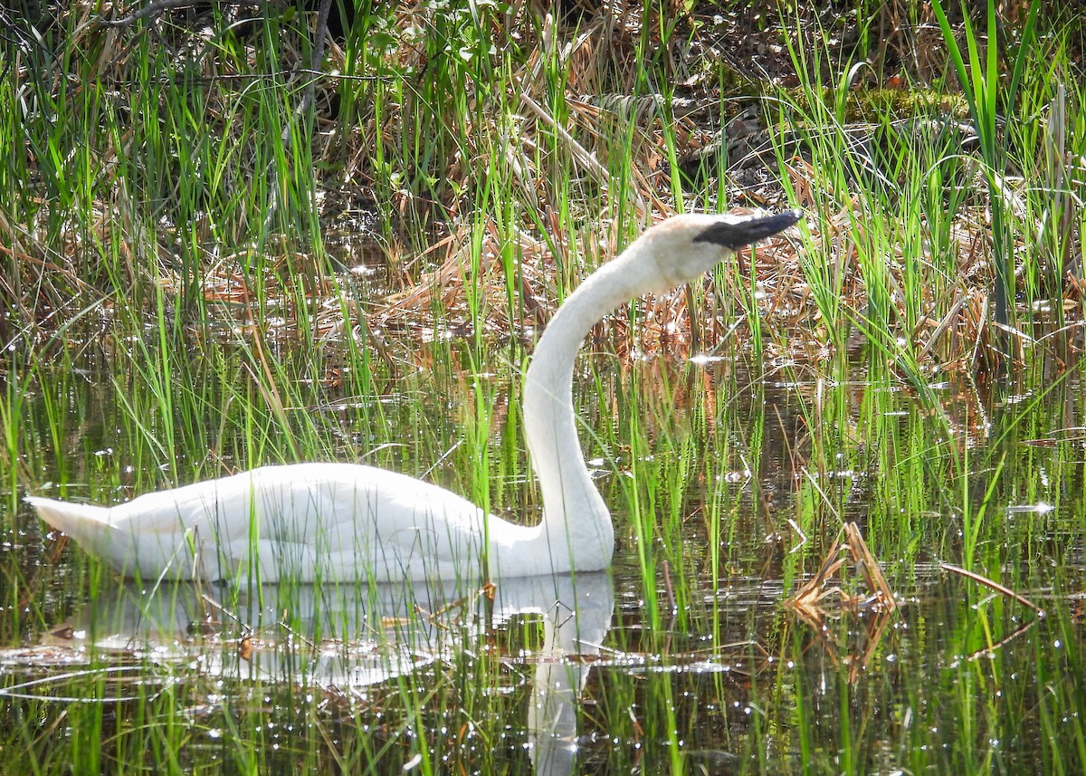 Trumpeter Swan - ML641765739