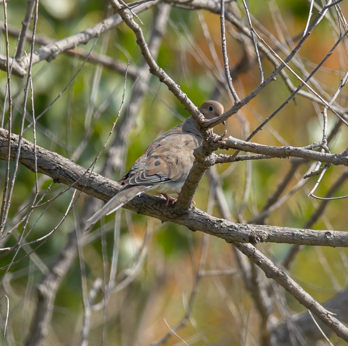 Mourning Dove - ML641765756