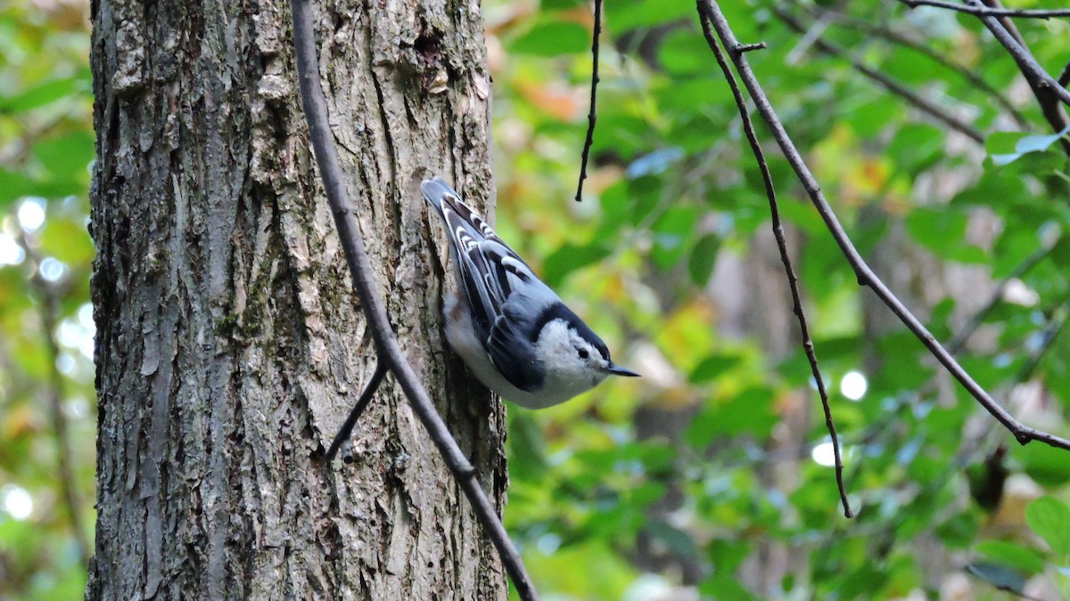 White-breasted Nuthatch - ML641765757
