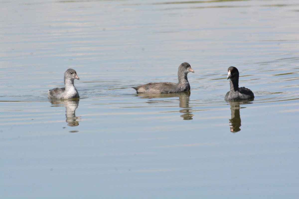 American Coot - ML641765775