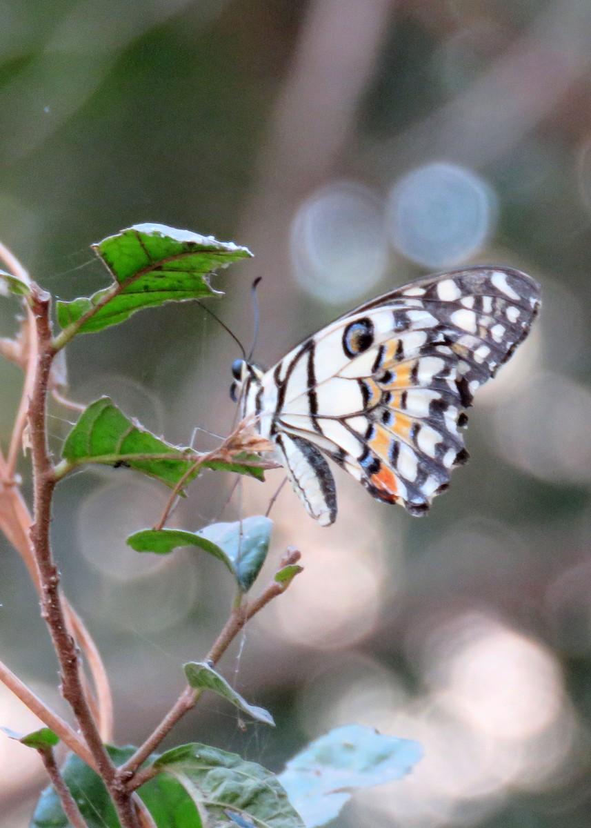 Animals - ML641765785