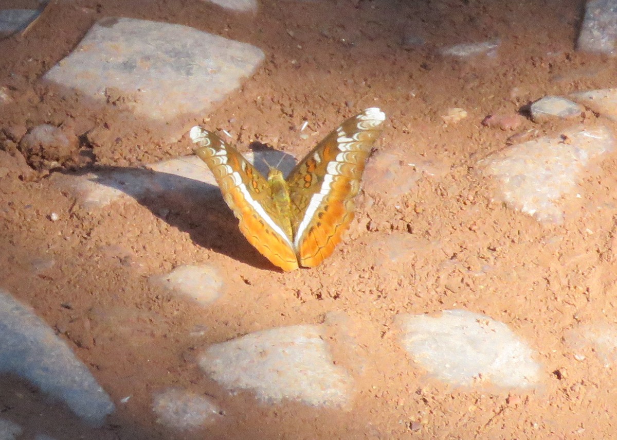 Animals - ML641765787