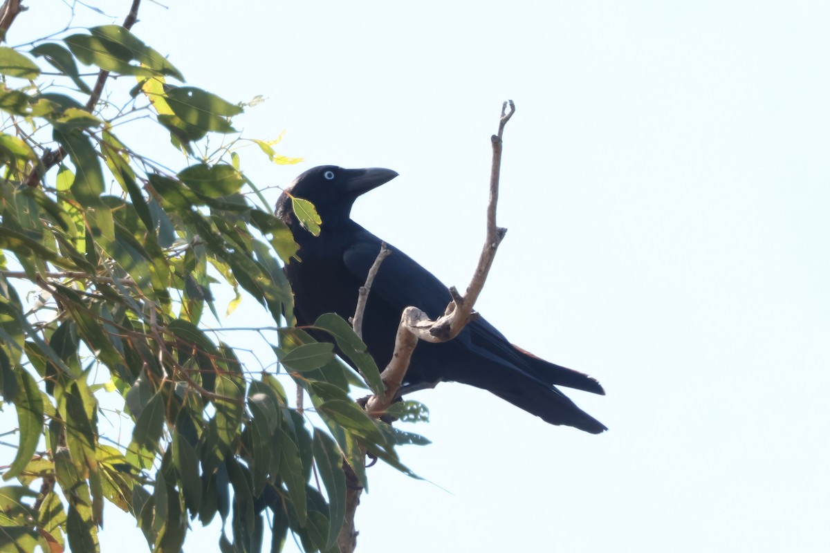 Torresian Crow - ML641765788