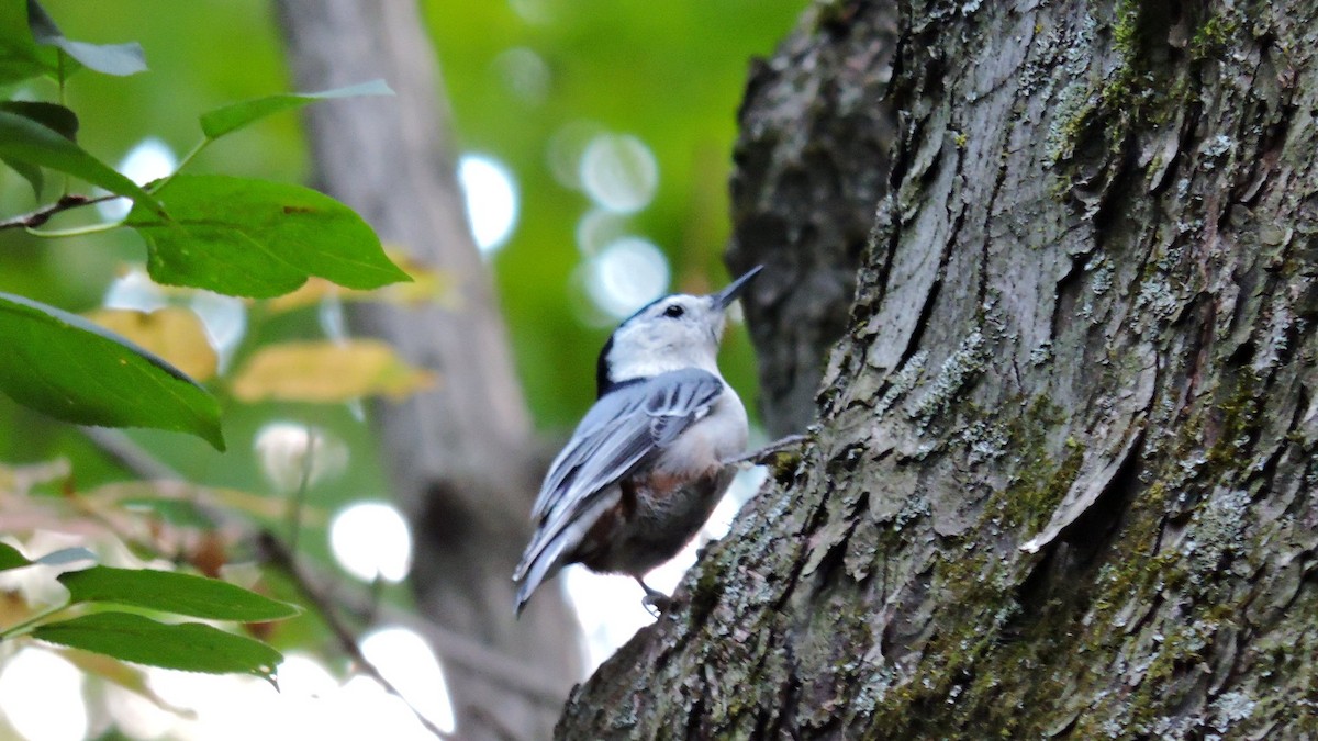 White-breasted Nuthatch - ML641765797