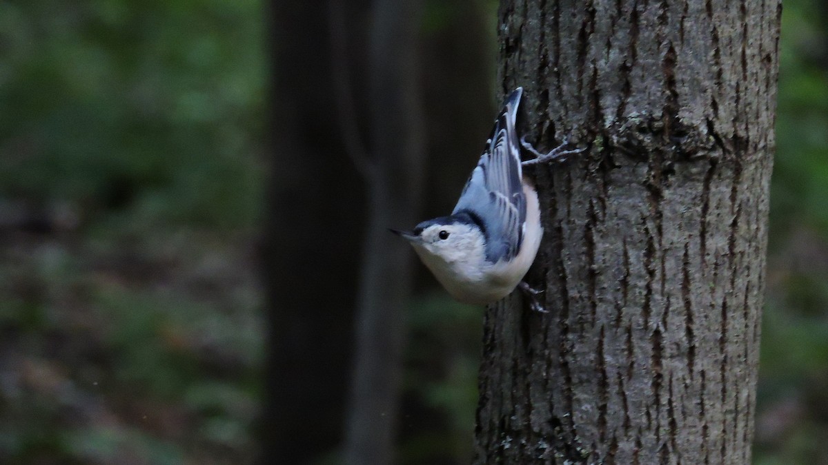 White-breasted Nuthatch - ML641765798