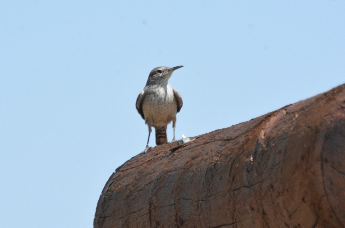 Rock Wren - ML641765816