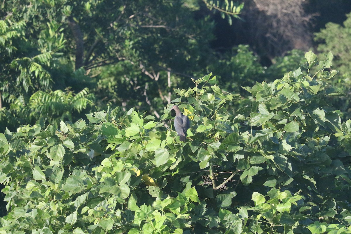 holub šedobřichý - ML641765848